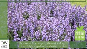 Cat's Pajamas Catmint | Walters Gardens