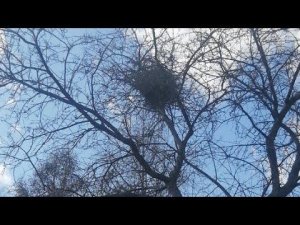 7 АПРЕЛЯ 2022 ТОЛЬЯТТИ LIVE:ПОГОДА И ГНЕЗДО-YOUTUBE