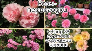 Сильные розы - первогодки. Обзор 39 сортов в окружении цветов