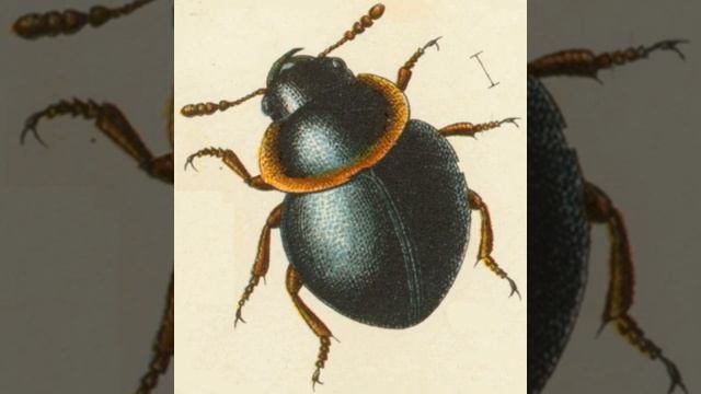 Agathidium | Wikipedia audio article смотреть онлайн