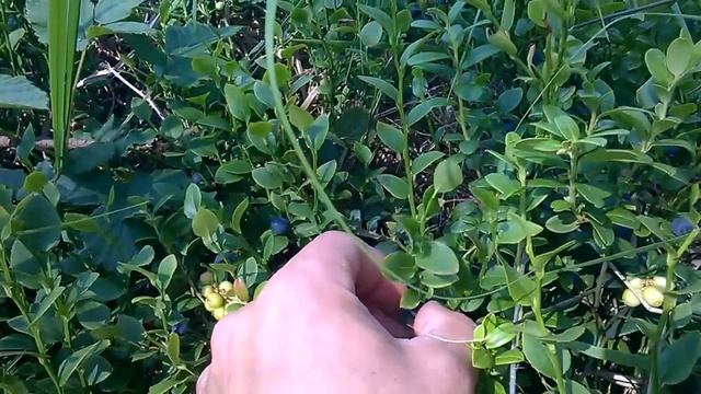 Собираем чернику в Польше. смотреть онлайн