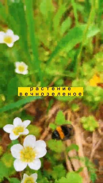 Дикие цветы Севера. Прекрасная камнеломка