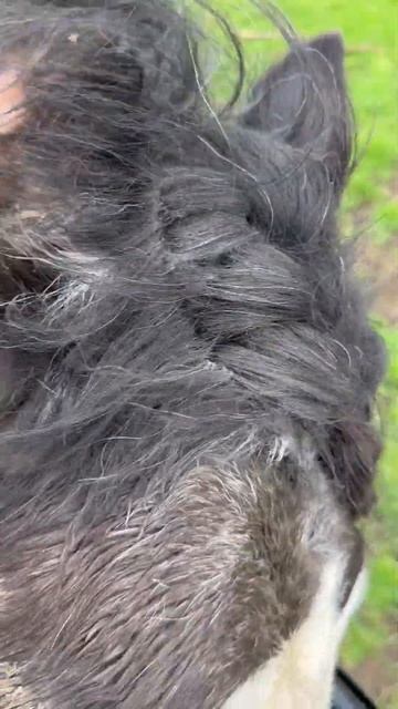Gypsy Cob He loves his feed 🐴🐎#horse #horselover #equine #animalshorts смотреть онлайн