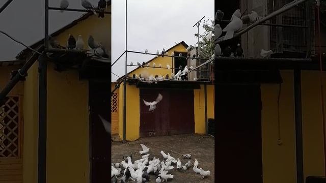 Щигры. Голуби Николаевские. Рома ТЁРКИН.