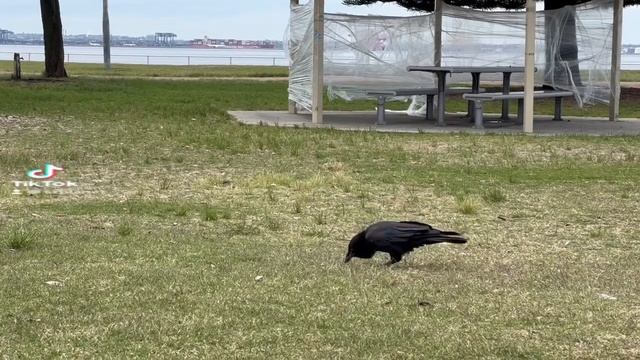 Австралийский чёрный ворон смотреть онлайн