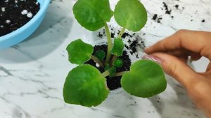 Укоренение небольших деток фиалок в грунте, после наращивания корней в воде #растения #plants