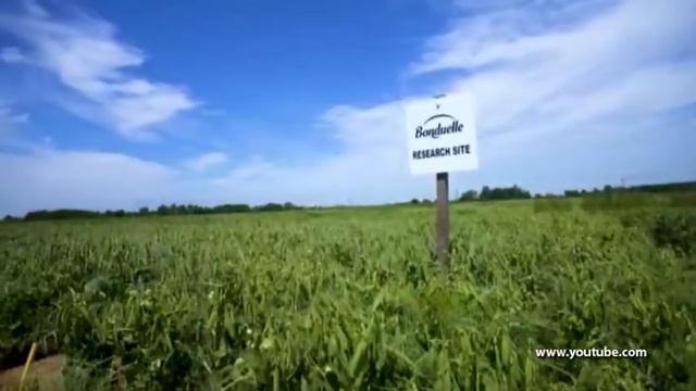 В мире брендов. Bonduelle смотреть онлайн