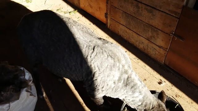 Стрижка овец / sheepshearing смотреть онлайн