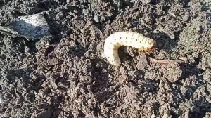 при переносе земли найдены монстры