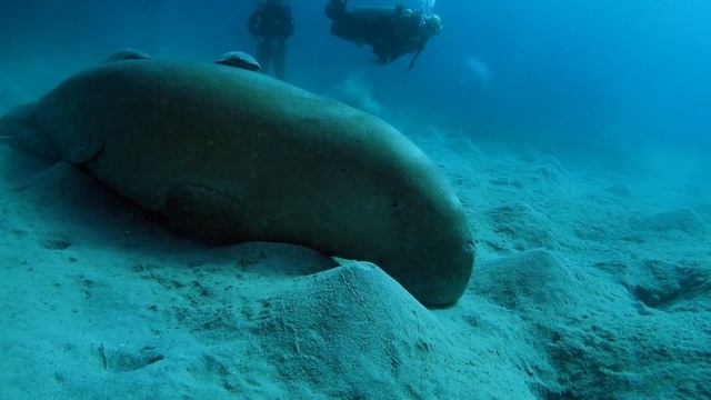 Diving in Marsa Alam - RED SEA, 2016 смотреть онлайн