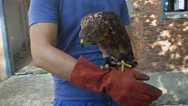 Ястреб тетеревятник смотреть онлайн