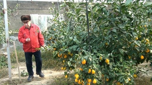 Кадамжай Пүлгөндо күнөсканада лимон өстүрүүп. Биогумус колдонуп 1000 кг түшүм жакшы болдубу смотреть онлайн