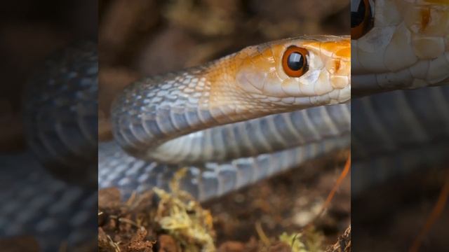 Very dangerous Inland taipan snake смотреть онлайн