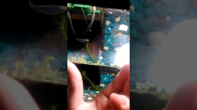 Готовълюсь к выращиванию ряски! смотреть онлайн