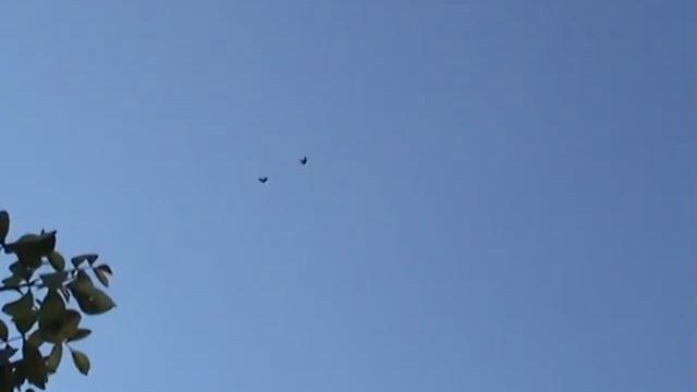 Голуби Краснограда Санин А Н смотреть онлайн