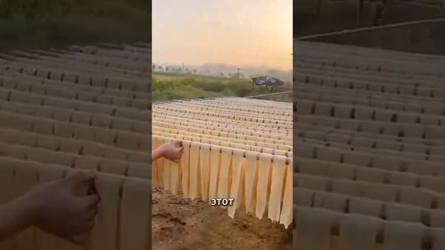 Спаржа 芦笋