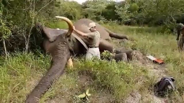 Как звучит храп слона смотреть онлайн