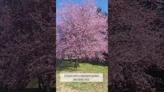 Не знаешь как провести выходные? Лети в Сербию 🛫 смотреть онлайн