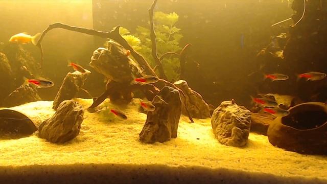 Unbelievable: See My Amazing Aquarium in 10 Minutes! смотреть онлайн
