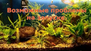 Медленный запуск аквариума, 2 выпуск, с проблемами дизайна, как не нужно делать.