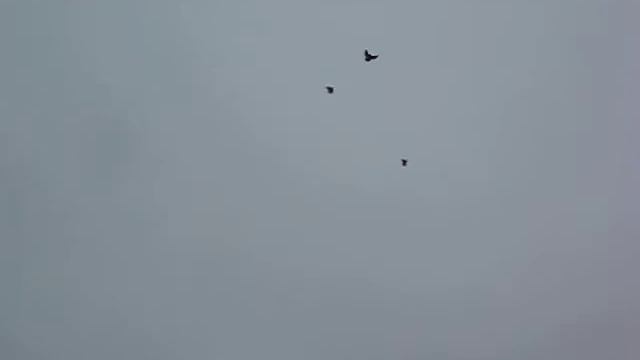 Голуби Воронежской обл смотреть онлайн