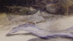 Bagarius lica (yarelli) "Goonch catfish" feeding