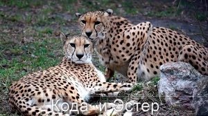 Гепарды.Секрет из жизни гепардов Коды и Эстера. Нежность, которую вы не ожидаете!