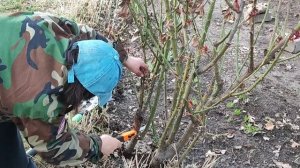 Обрезаю розу весной!