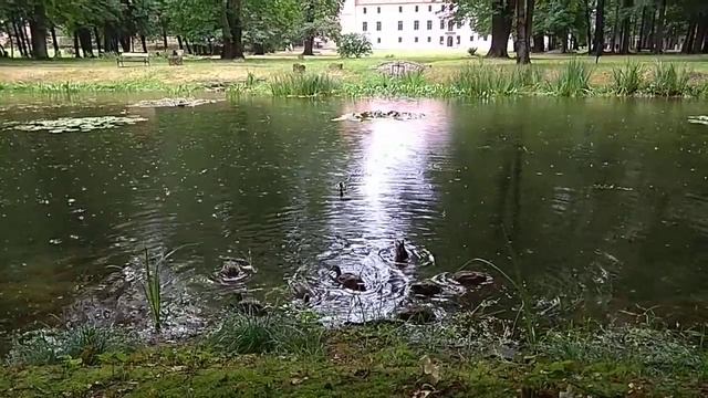 Пруд,  дождь смотреть онлайн