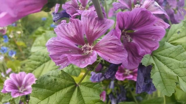 Common Mallow Plant смотреть онлайн