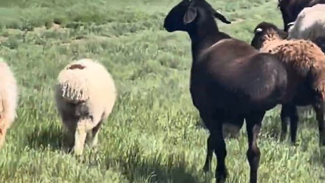 Ма ша Аллах .Плем баран на 2025 год смотреть онлайн