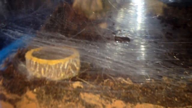 New additions from The Spider Shop Uk смотреть онлайн