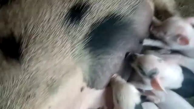 Апаросилась свиноматка первородка