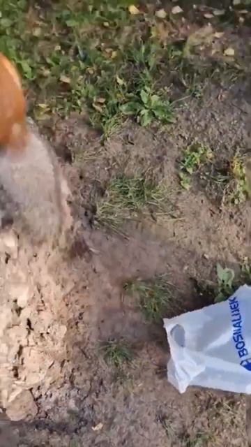 Разница характеров белок смотреть онлайн