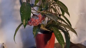 Хойя Pubicalyx #цветение #hoya #pubicalyx