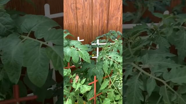 ПОМИДОРЫ/ 🍅ДОМАШНИЕ ПОМИДОРЫ/  САЛАТ С ОВОЩЕЙ 🍅🥒
