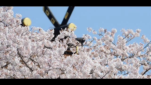開運メッセージ　平成27年3月26日（木）　写真：浅間大社の桜と千木 смотреть онлайн