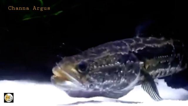 Channa Argus #GabusUtara смотреть онлайн