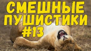 Я РЖАЛ ДО СЛЕЗ 😹 СМЕШНЫЕ КОШКИ И СОБАКИ  СМЕШНЫЕ ЖИВОТНЫЕ 2025 😹 ЛУЧШИЕ ПРИКОЛЫ #13