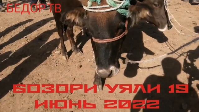 СРОЧНО ЁФТЕМ МОЛБОЗОРИ УЯЛИРА МАРҲАМАТ ТАМОШО КУНЕД аз канали @user-up9ti2gt1t смотреть онлайн