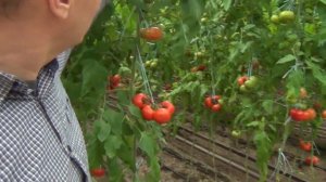 ТОМАТ ЧИМГАН F1 - ОЧЕНЬ УРОЖАЙНЫЙ, КРАСИВЫЙ, ПЛОТНЫЙ, ТРАНСПОРТАБЕЛЬНЫЙ ПОМИДОР (19-04-2019)