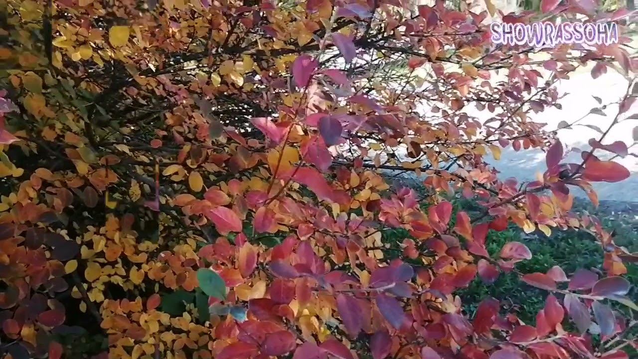 RUSSIA OCTOBER ТОЛЬЯТТИ:ОСЕНЬ БАГРЯНАЯ -YOUTUBE