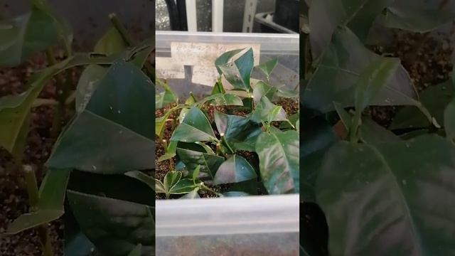 Укоренение цитрусов в вермикулите смотреть онлайн