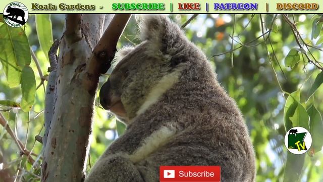 Koala Beauty Parade смотреть онлайн