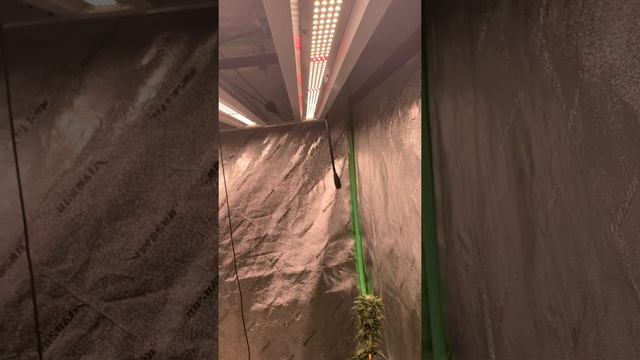 Mars Hydro vs ChilLED Growcraft X6 vs California Lightworks SolarExtreme 1000 смотреть онлайн