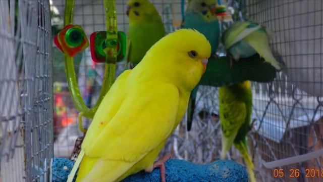 R.I.P Milo(Волнистых попугаев) смотреть онлайн