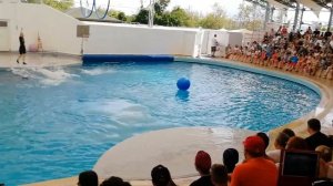 Шоу Белухи  в Анталии 20180627