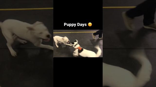 Samara and her Best Friend from Puppy Class #dogoargentino #puppies #dog #class #play смотреть онлайн