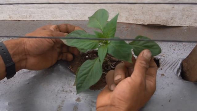 Semilla de chile pimiento Marselan RZ смотреть онлайн