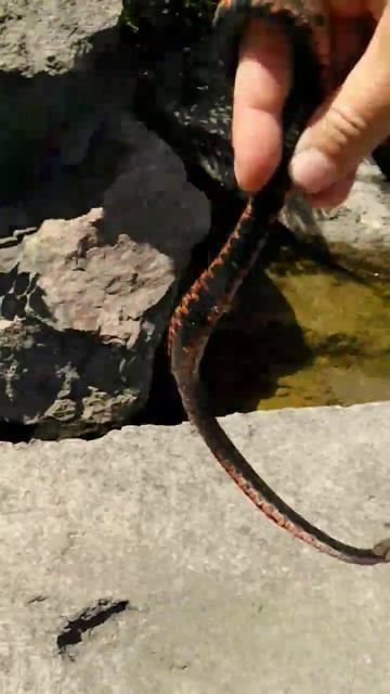 Шахматная змея #гадюка #snake #кобра #гюрза #уж #удав #чернаямамба смотреть онлайн